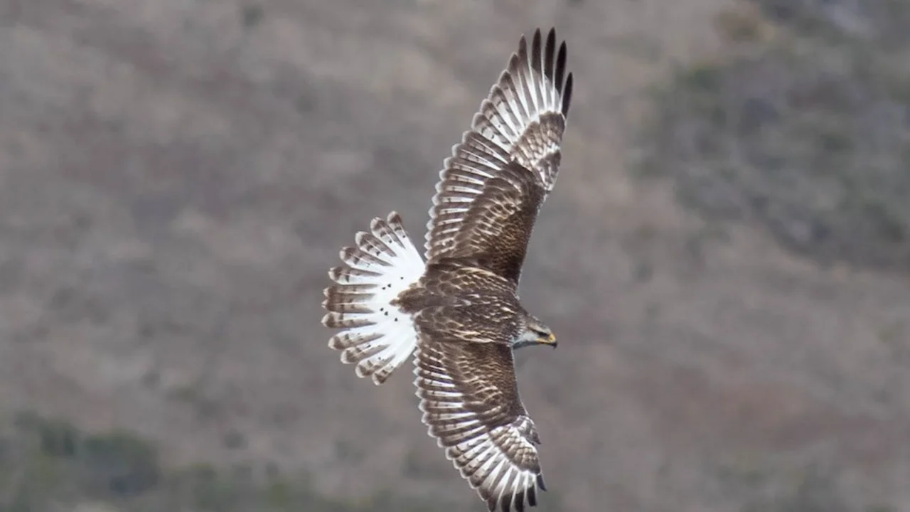 Ferruginous Hawk
