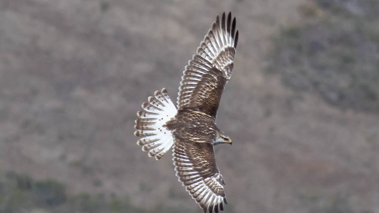 Ferruginous Hawk