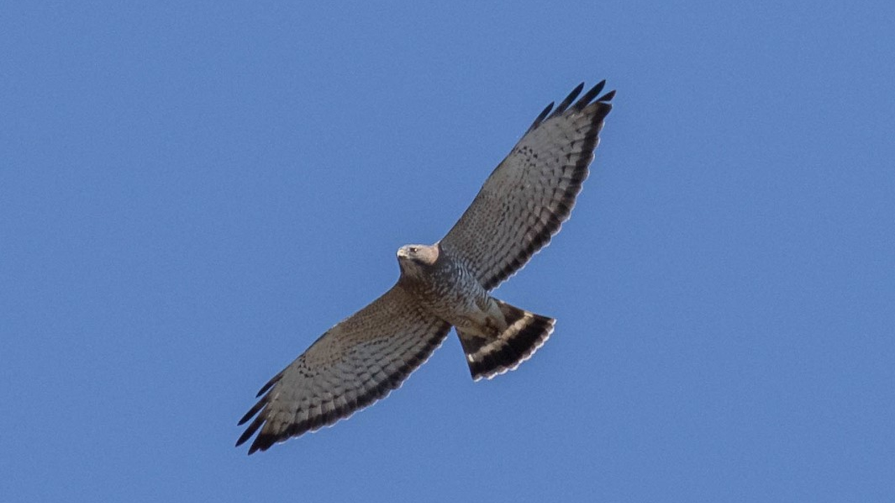 Broad-winged Hawk
