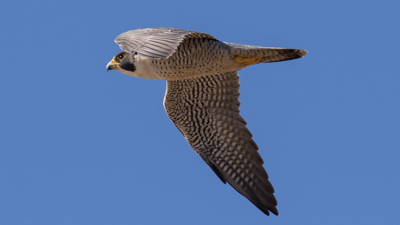 Peregrine Falcon