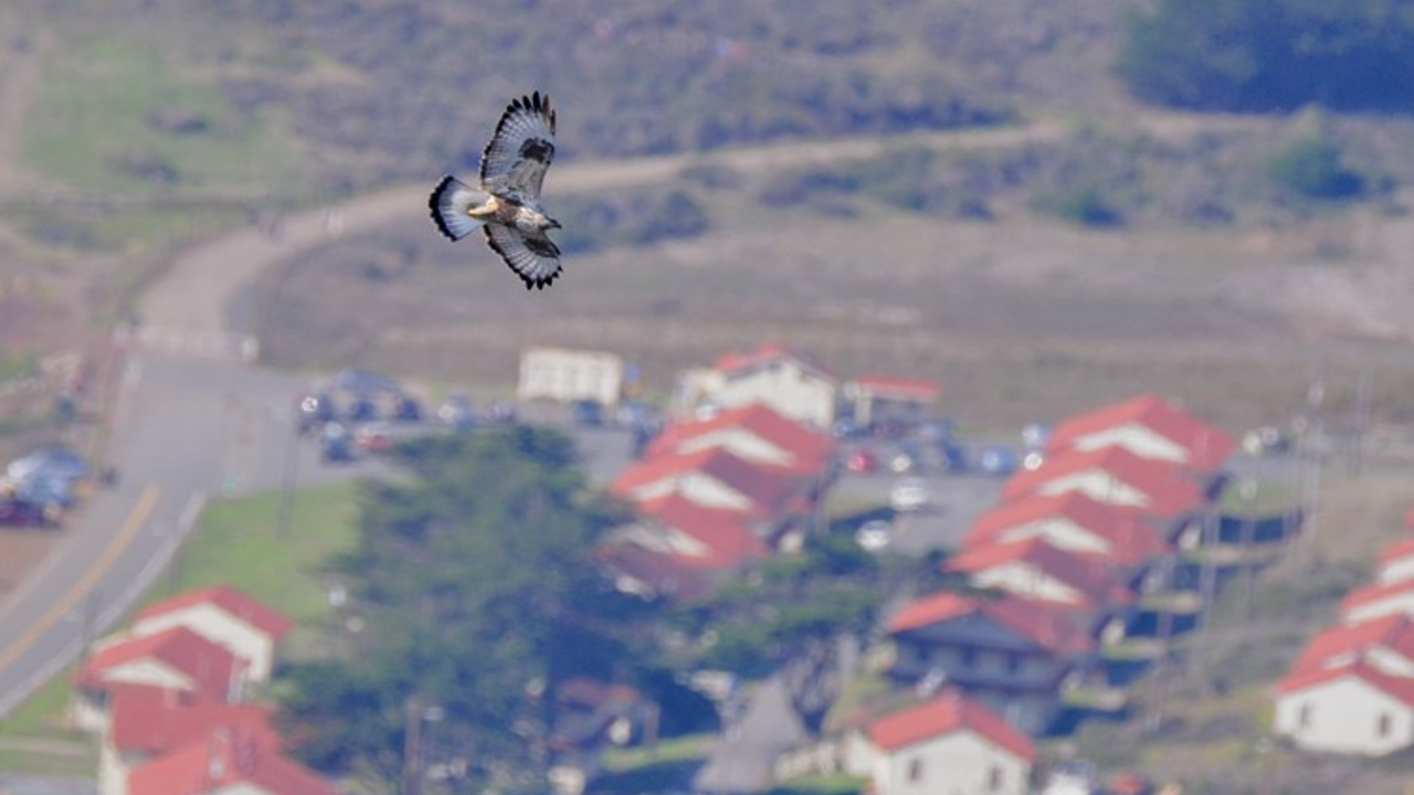 Rough-legged Hawk