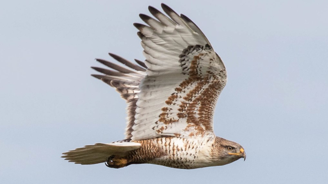 Ferruginous Hawk