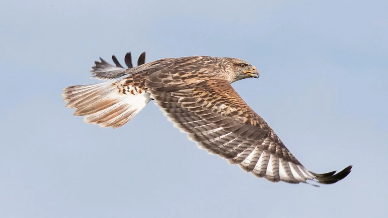Ferruginous Hawk