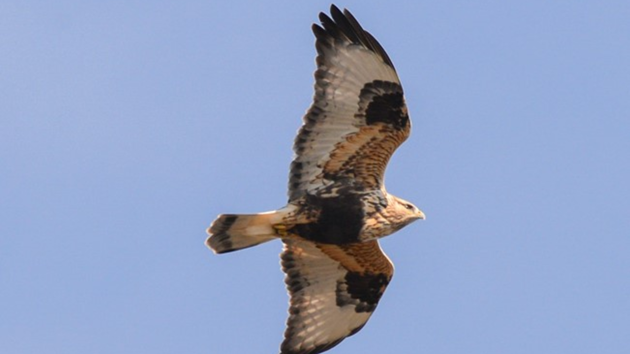Rough-legged Hawk