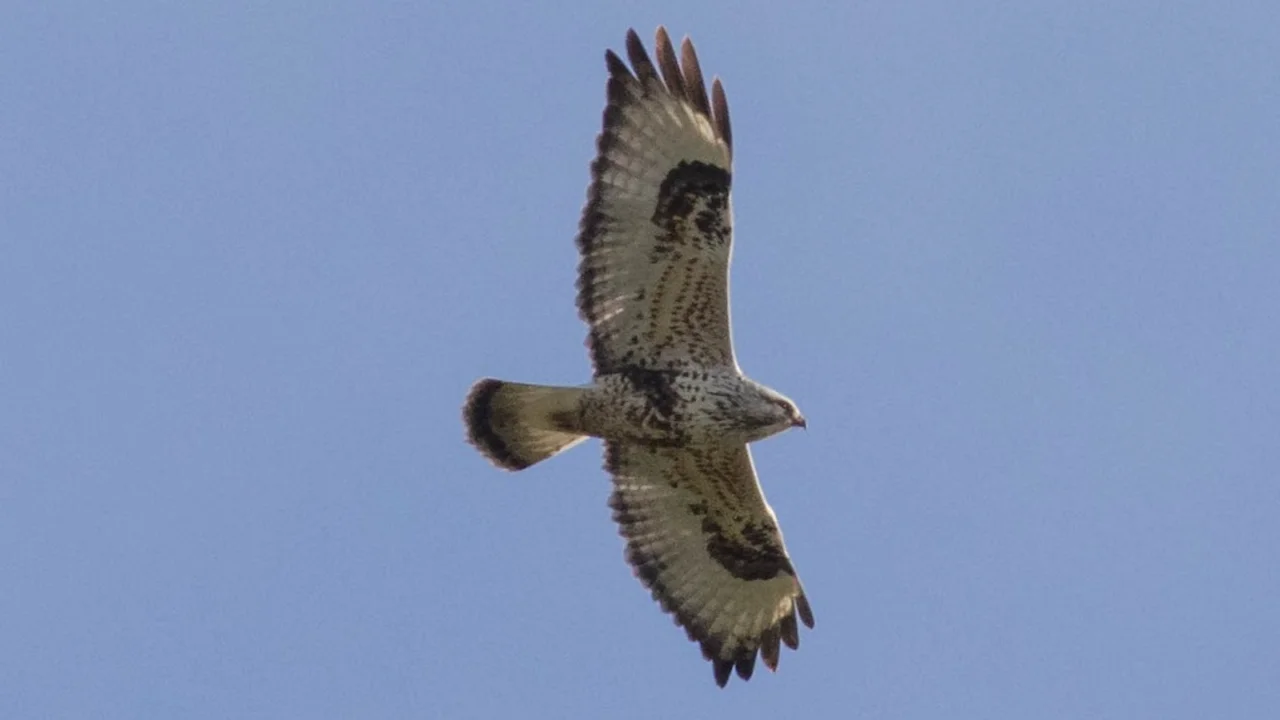 Rough-legged Hawk