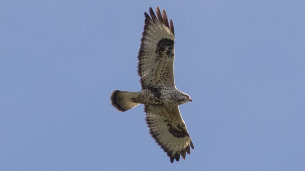 Rough-legged Hawk