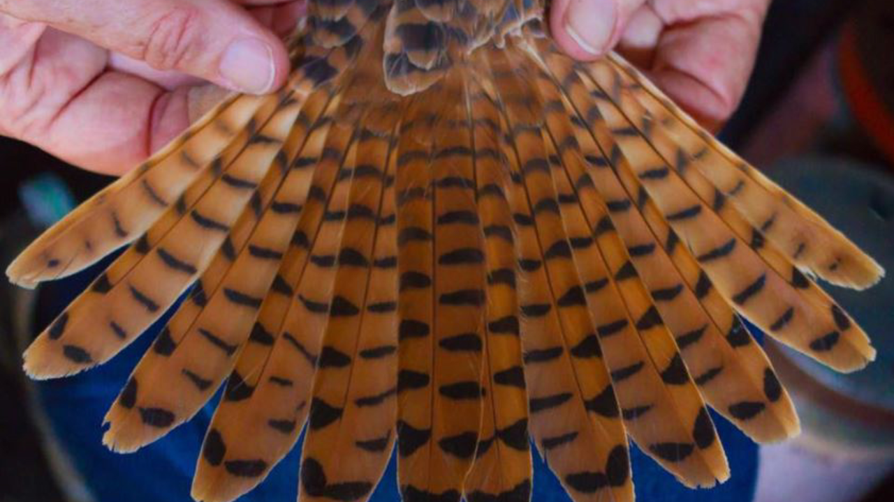 American Kestrel