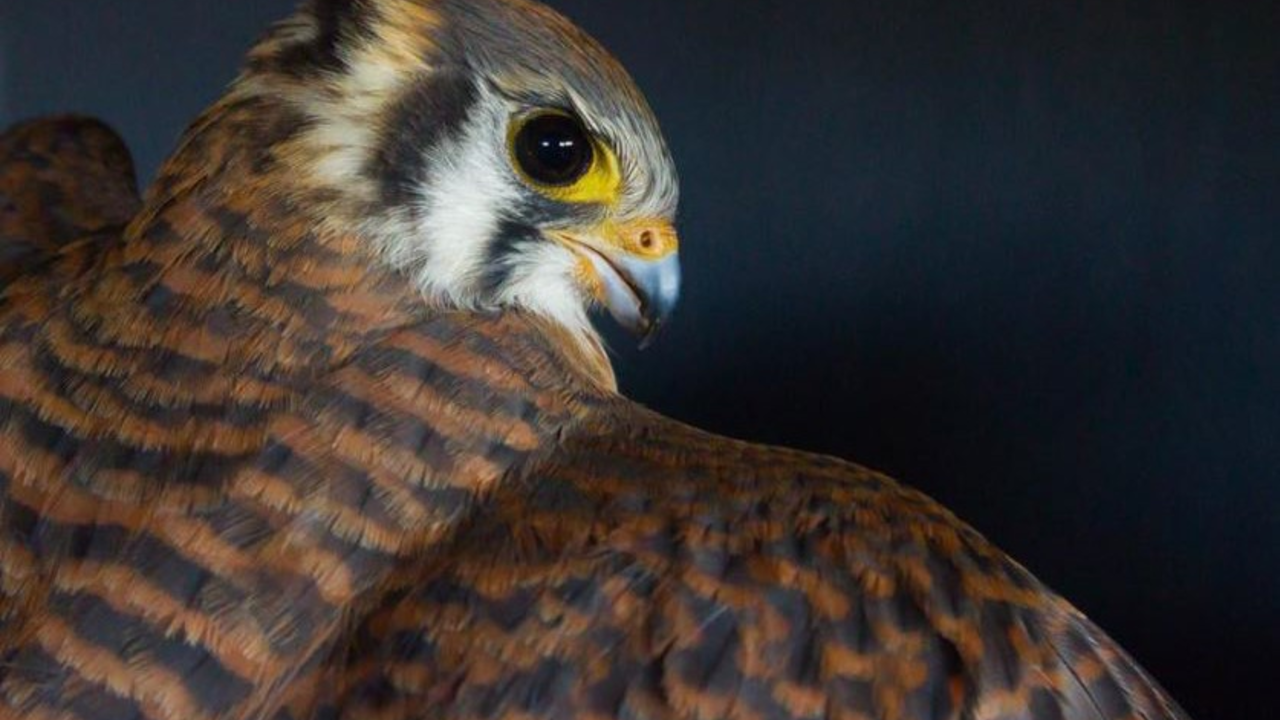 American Kestrel