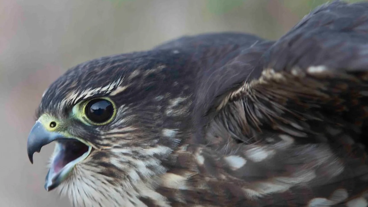 Merlin