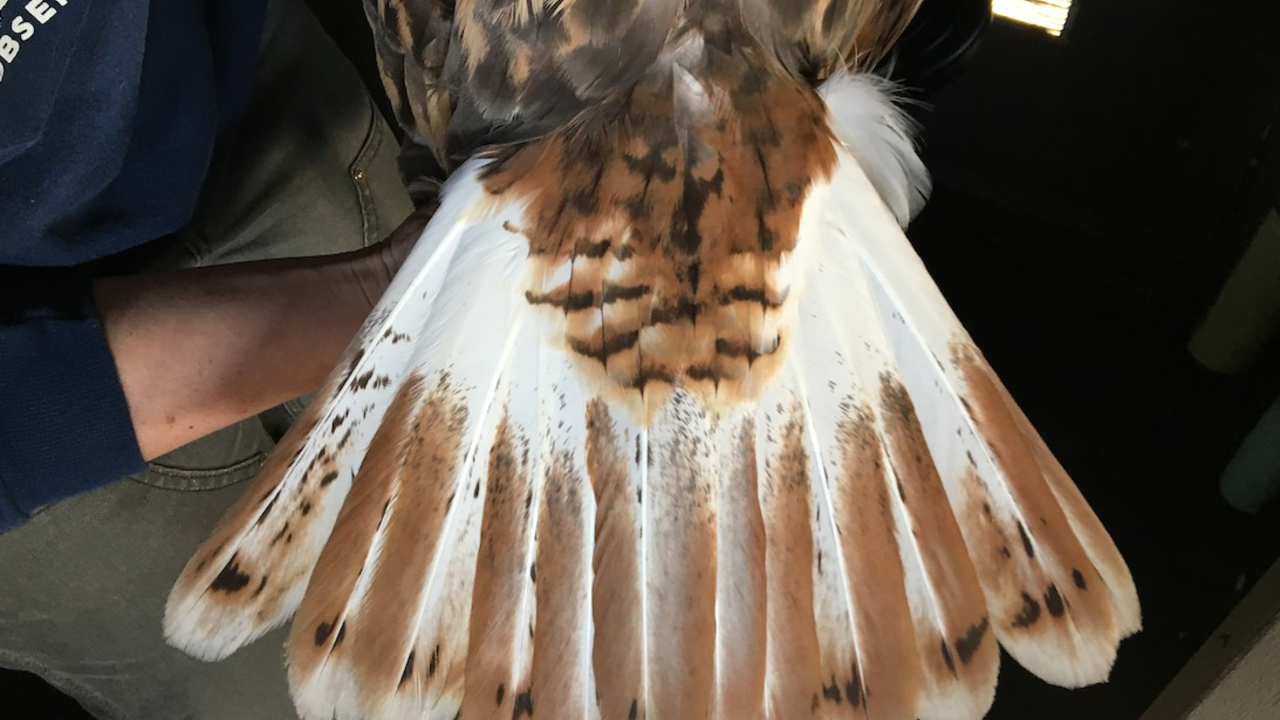 Ferruginous Hawk