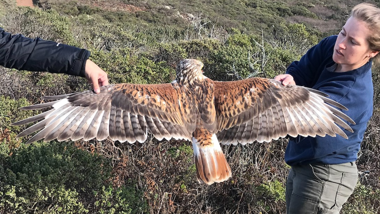Ferruginous Hawk