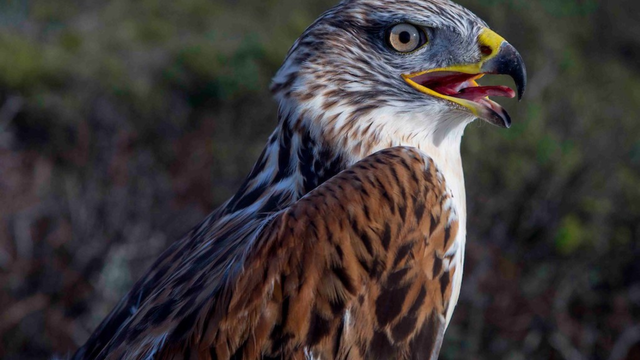 Ferruginous Hawk