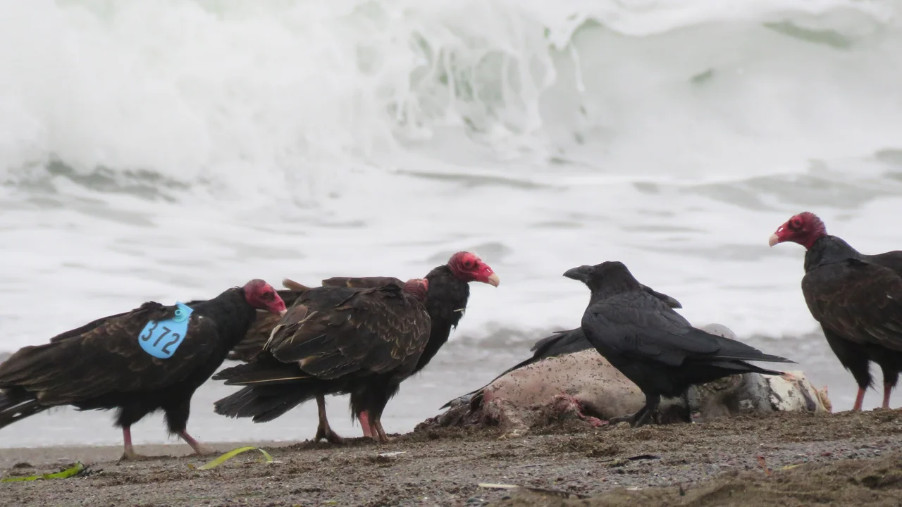 Turkey Vultures 