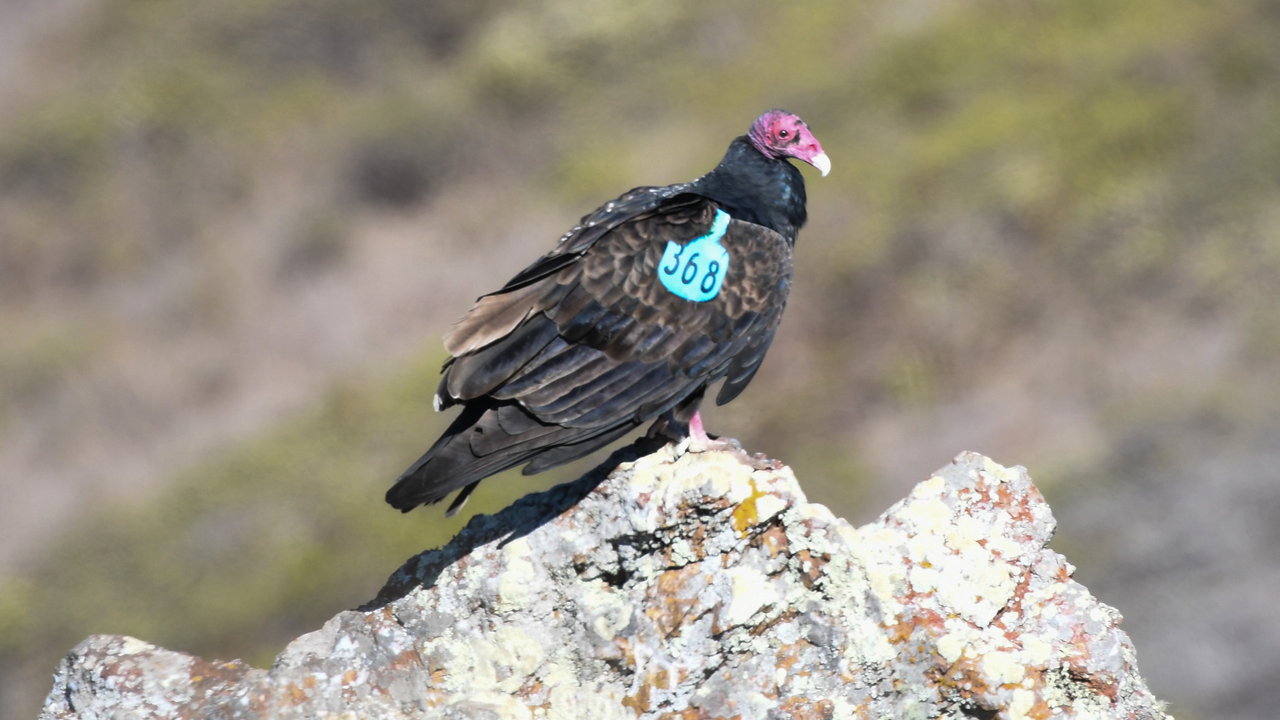 Turkey Vulture