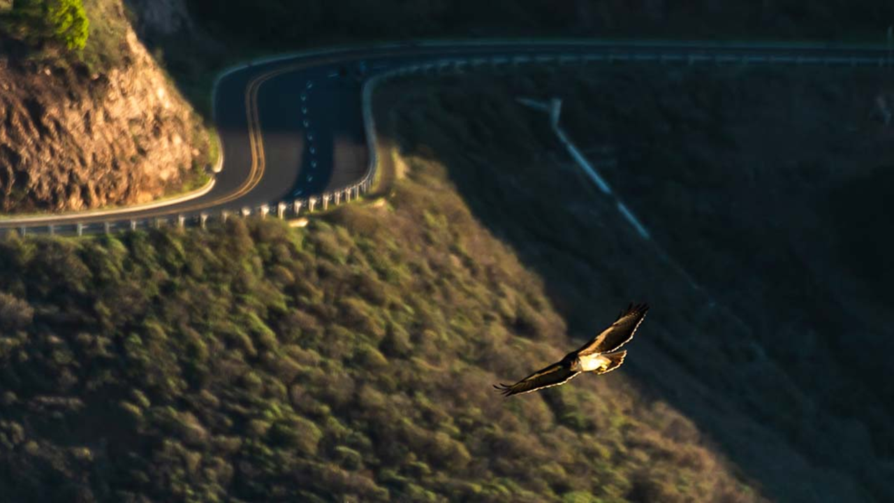 A raptor in flight above the Marin Headlands.