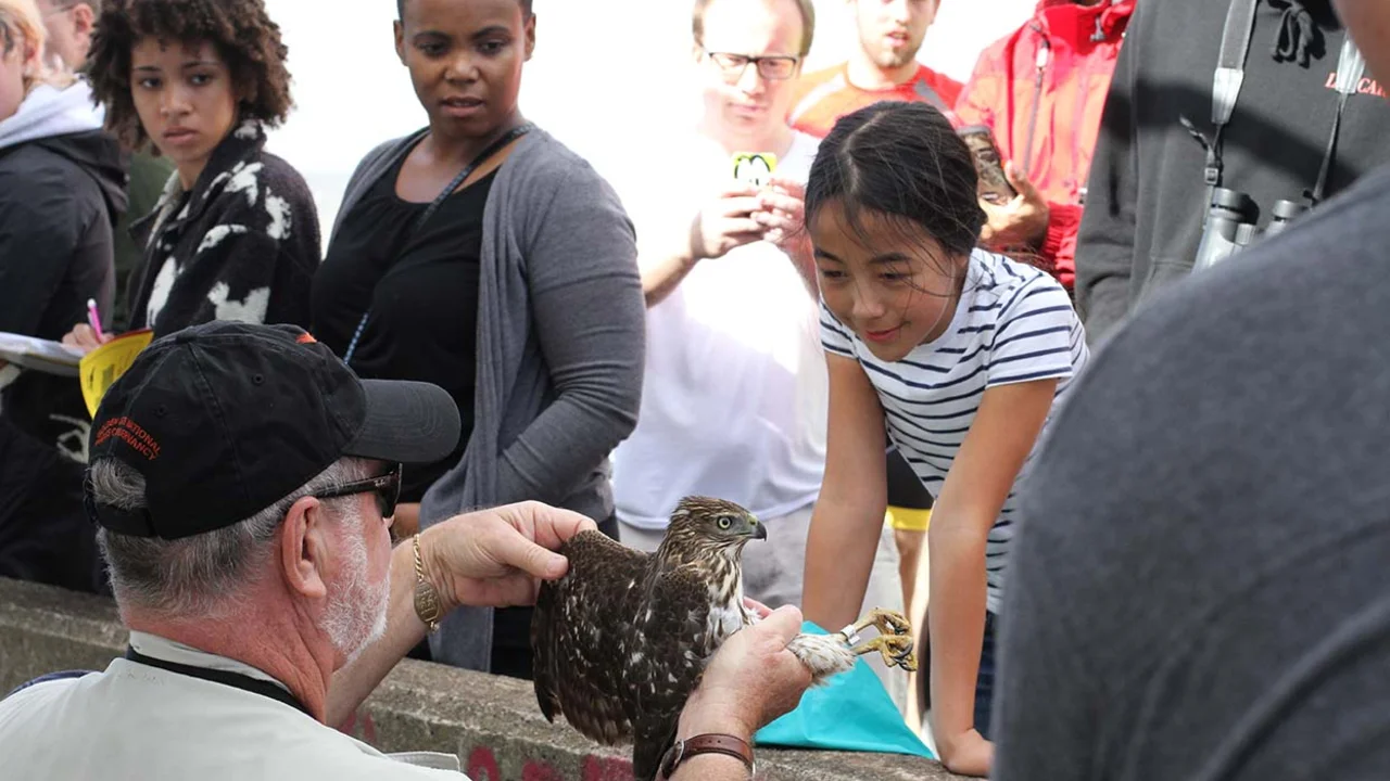Park visitors admire a juvenile Cooper's Hawk during a Hawk Talk at Hawk Hill.