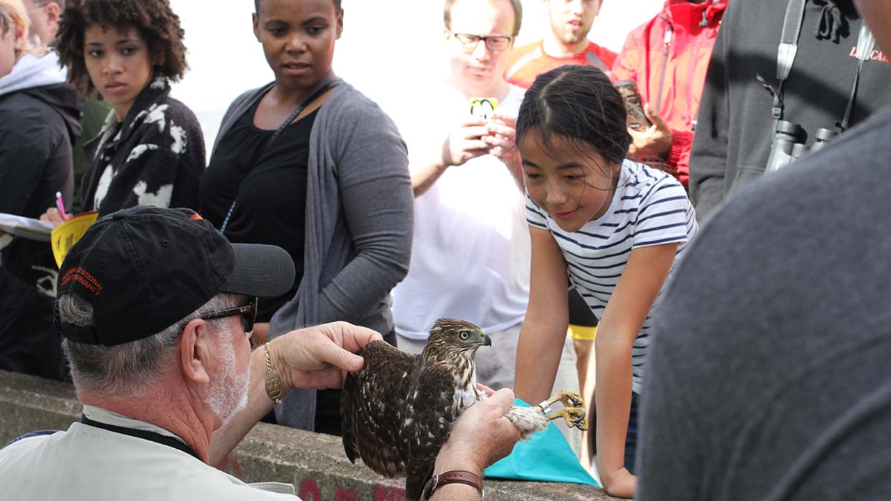 Park visitors admire a juvenile Cooper's Hawk during a Hawk Talk at Hawk Hill.