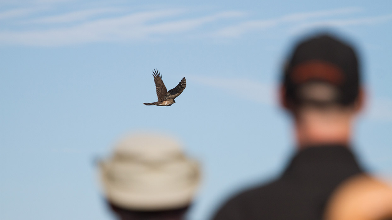 Hawkwatchers work to quickly identify an Accipiter as it flies past Hawk Hill.