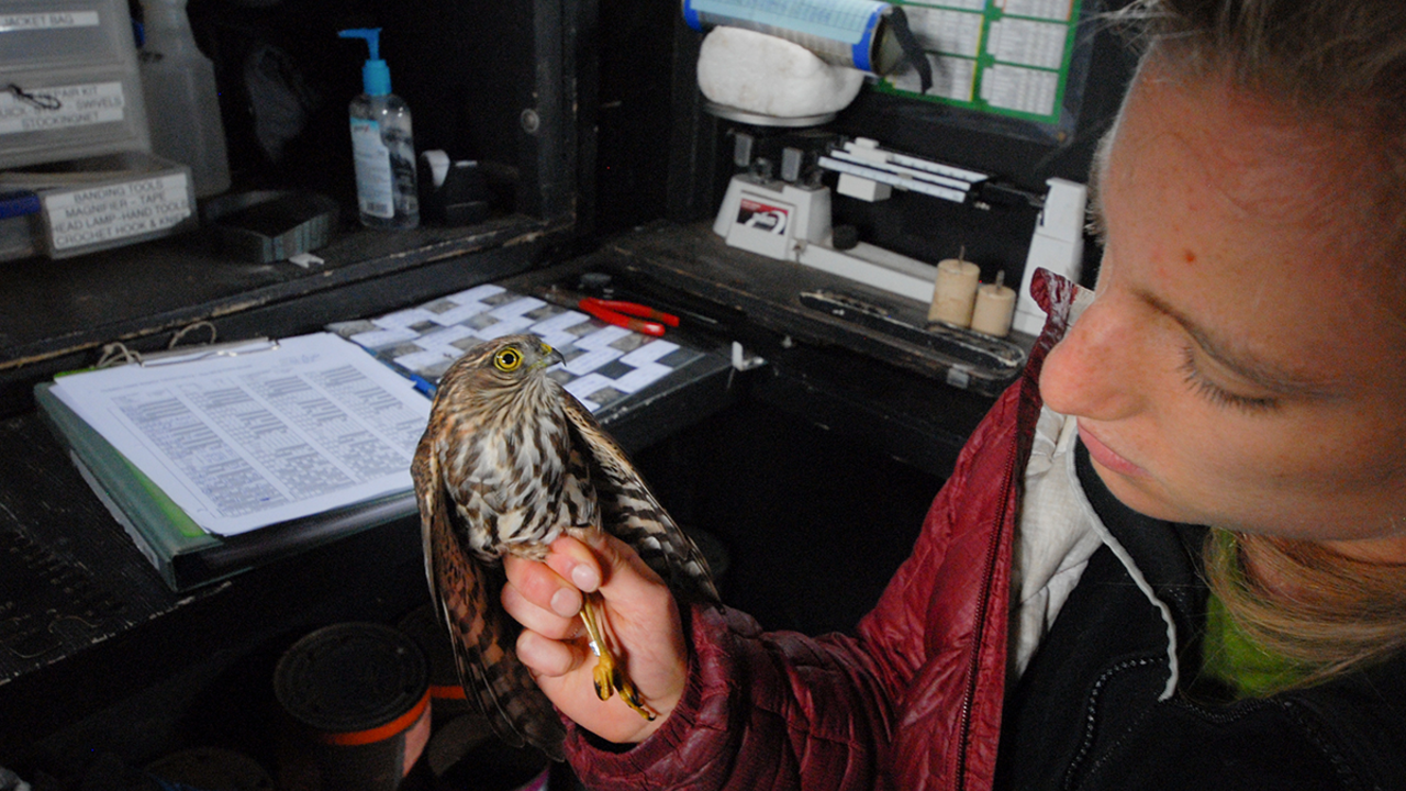 Sharp-shinned Hawk Bander Ari La Porte holds a Sharp-shinned Hawk