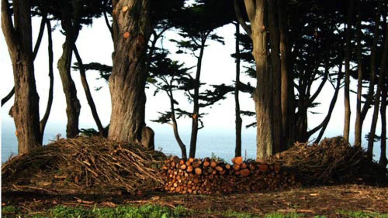 Brush Pile Sculpture