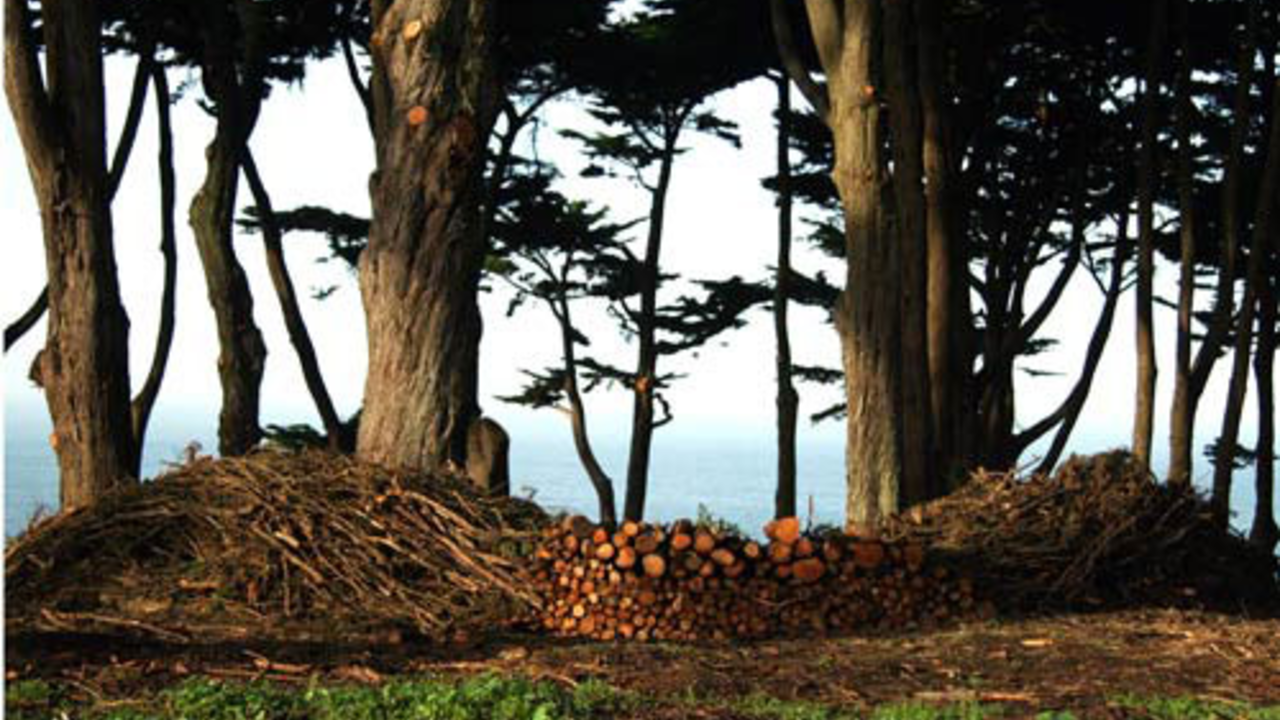 Brush Pile Sculpture