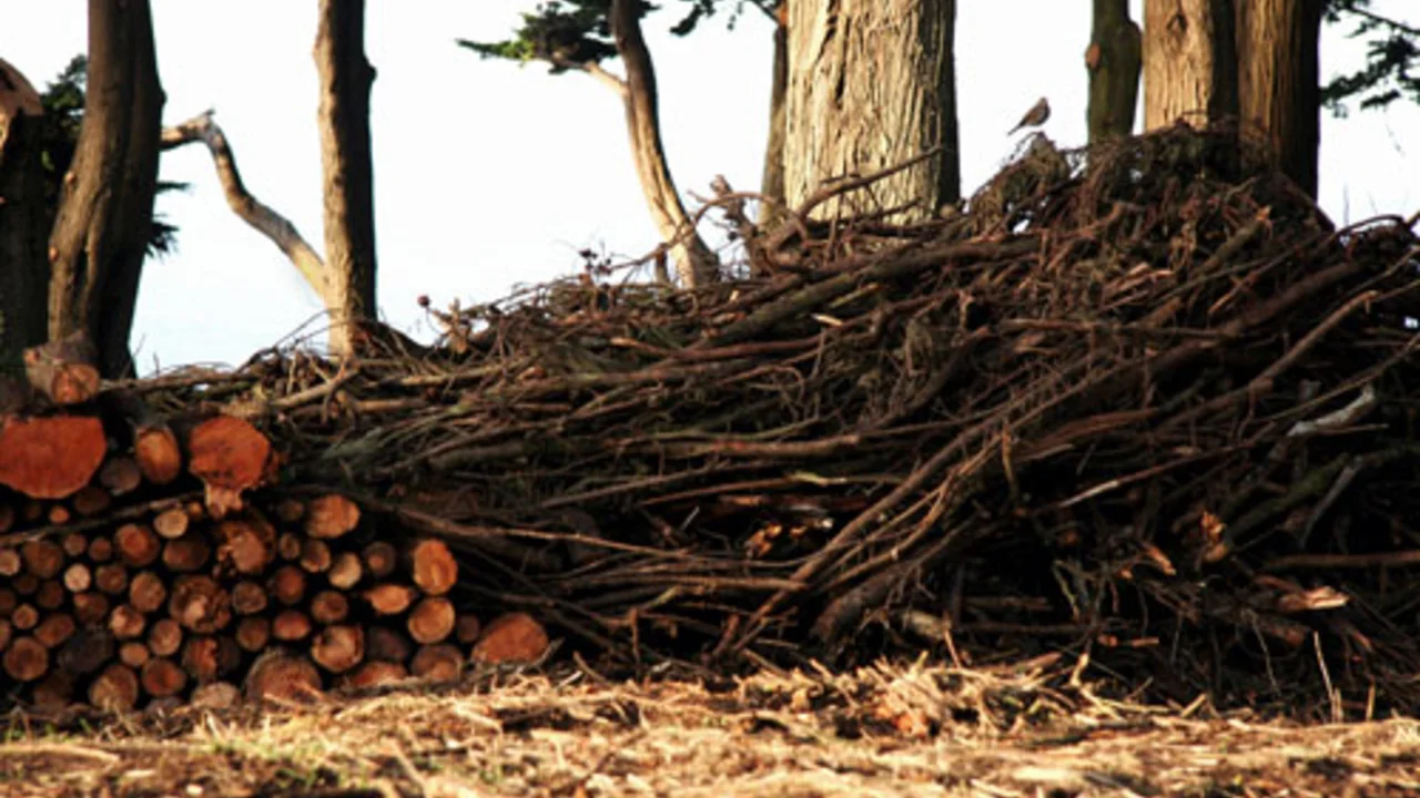Brush Pile Sculpture