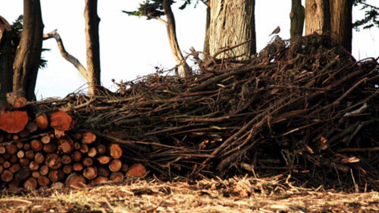Brush Pile Sculpture