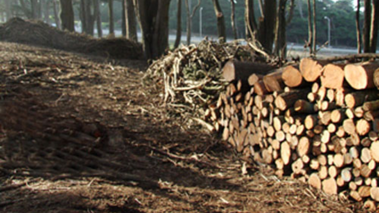 Brush Pile Sculpture