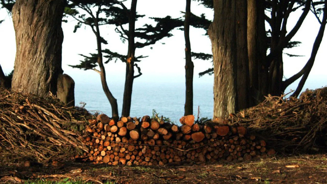 Brush Pile Sculpture