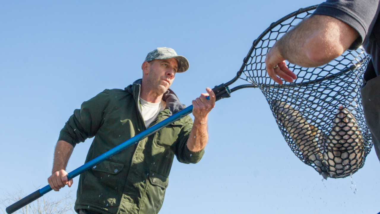 Coho salmon re-released in Muir Beach