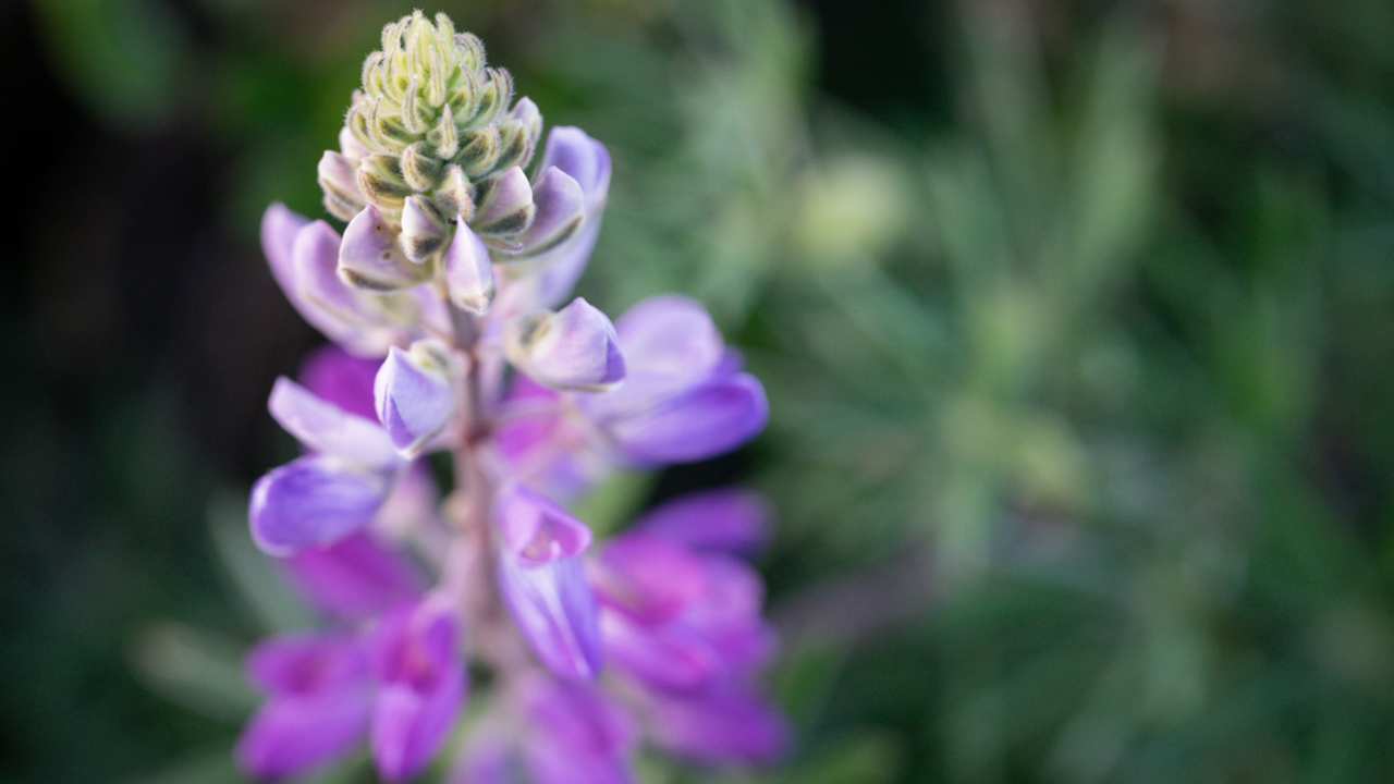 A close-up photo of a silver lupine flower