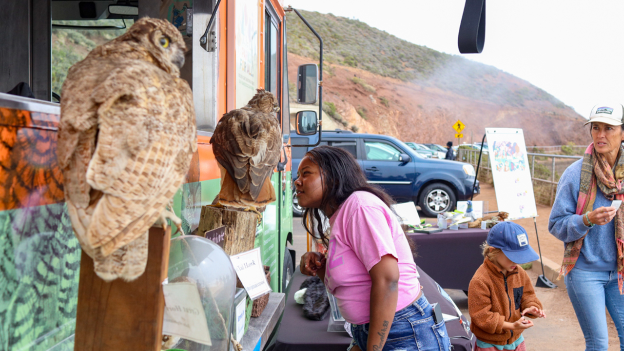 The Roving Ranger inspiring park visitors in the Marin Headlands A young woman closely inspects a taxidermied hawk