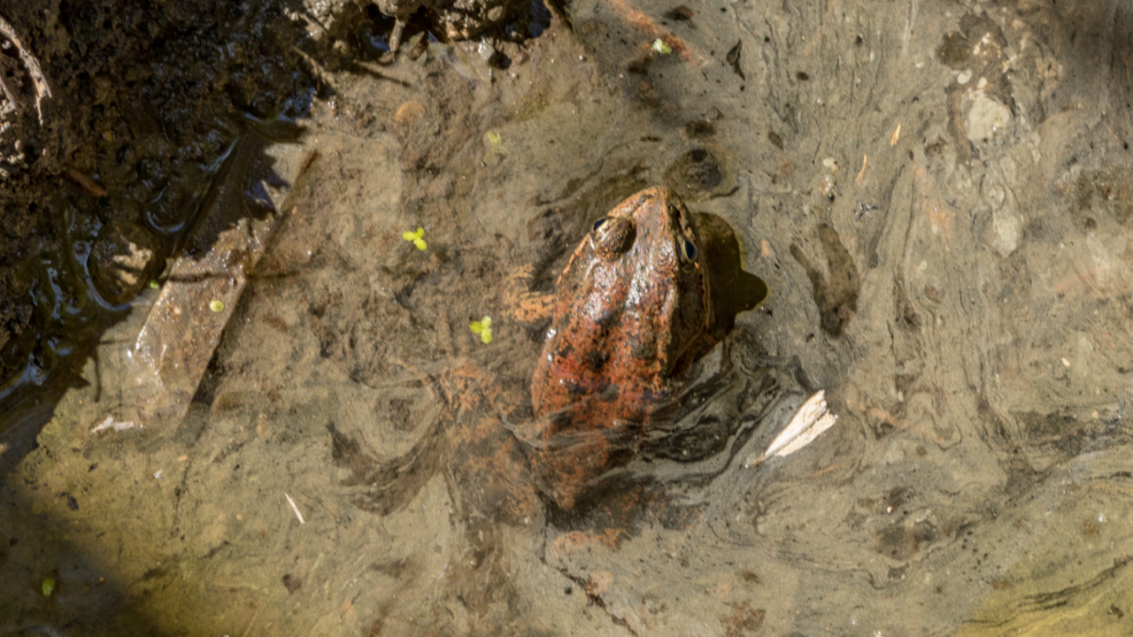 California red-legged frog