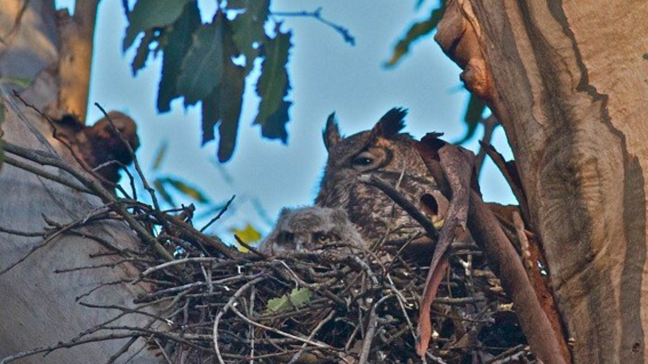 Great Horned Owl nest
