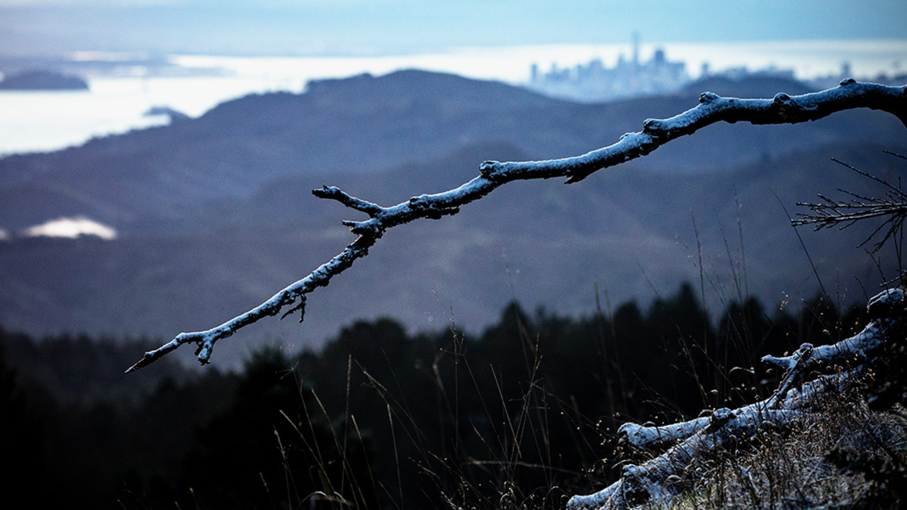 Snowy braches snow on branches with San Francisco in background