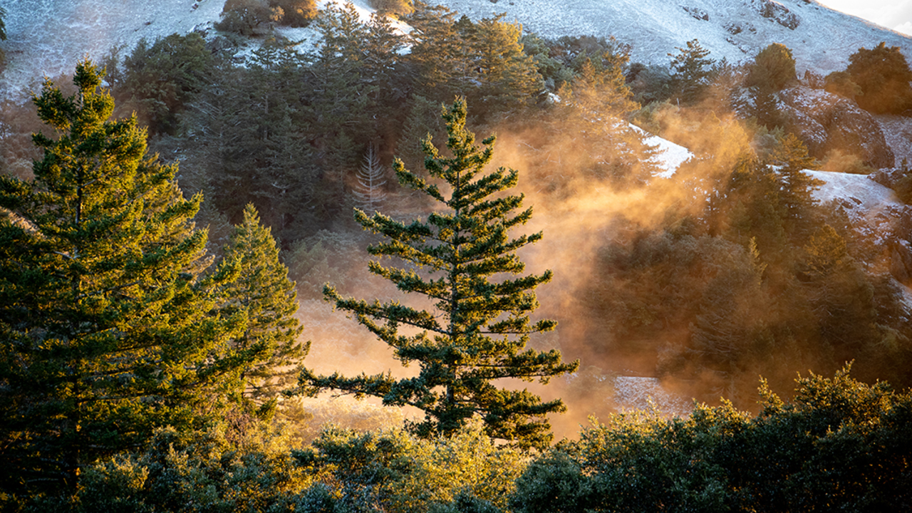 MOTA_20190205_PMM_2181_2x1.jpg A tree glows in the sunlight with a snow-covered Mt. Tam in the background.