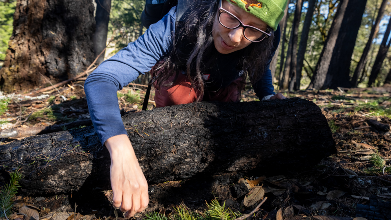 BioBlitz: Fungi and Friends at Mount Tam A woman reaches over a log to inspect lichen growth at a Mount Tam BioBlitz
