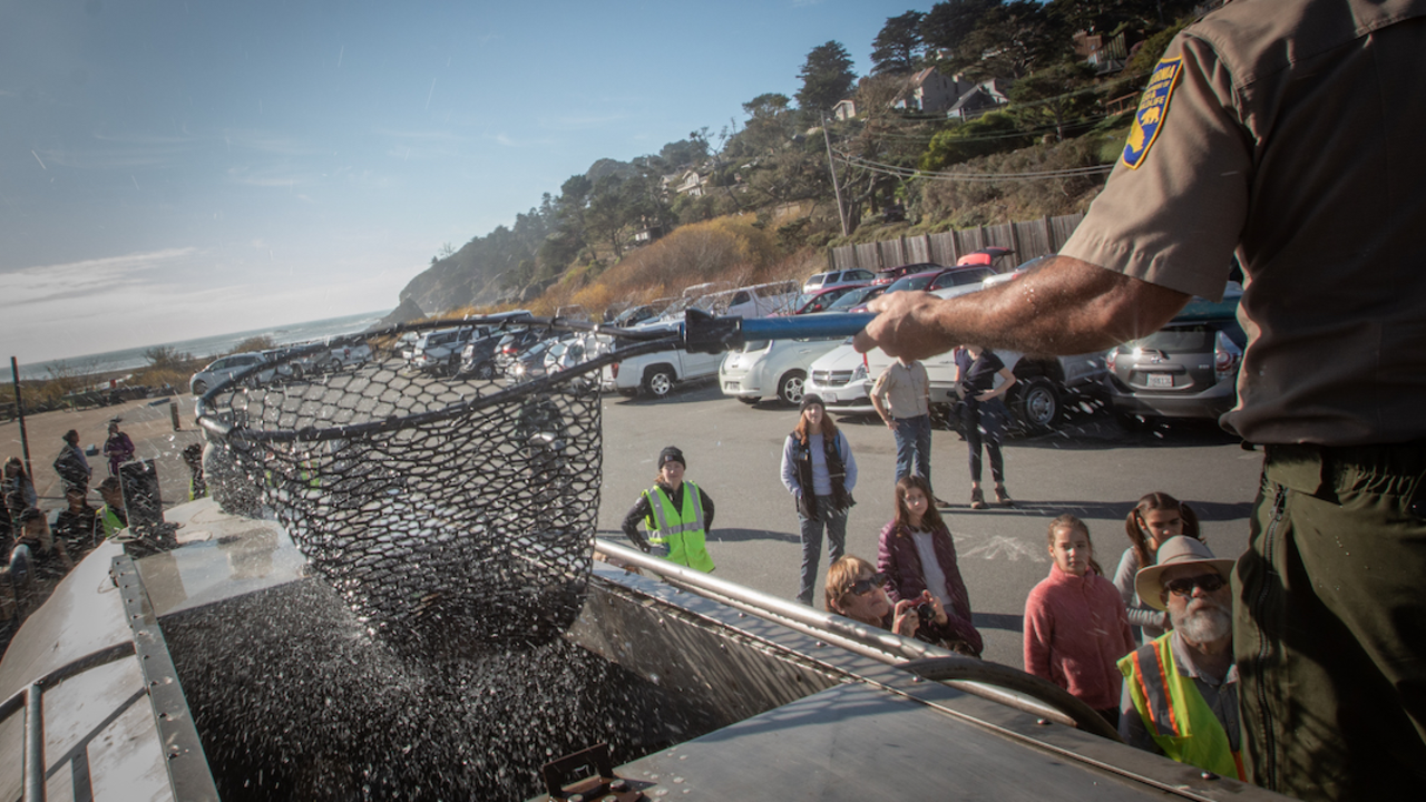 MUBE_20181218_RCW_25_2x1.jpg Man holding fishing net with juvenile coho salmon in it. He's about to hand it over to a research to re-release it in Redwood Creek.