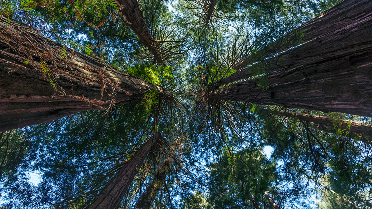 Muir Woods Historic Redwoods