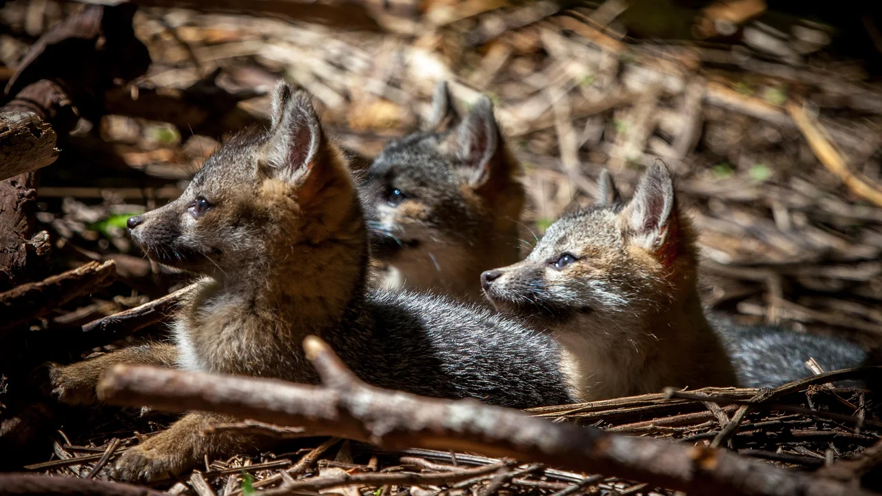 baby gray foxes
