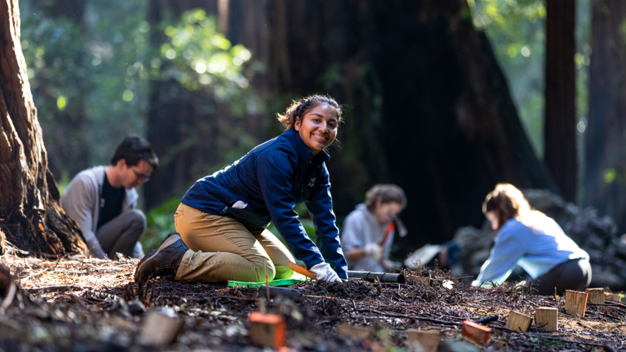Staff and volunteers doing stewardship work in Muir Woods Staff and volunteers doing stewardship work in Muir Woods.