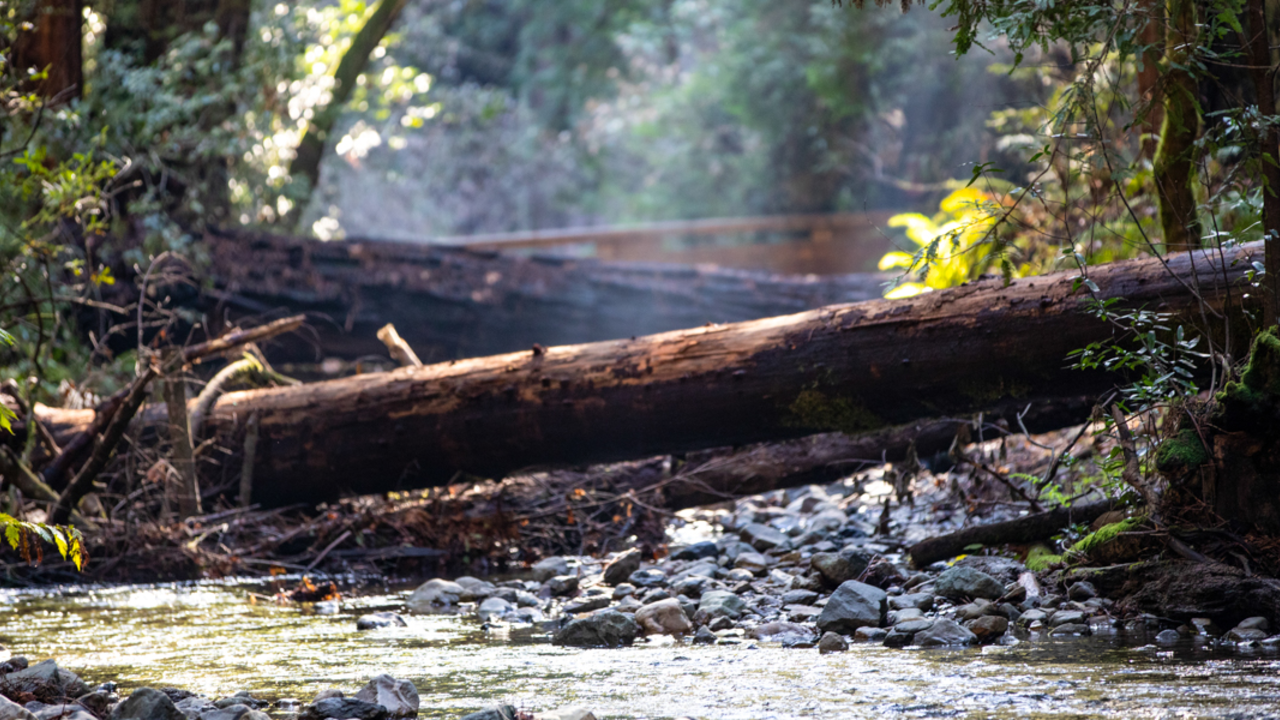 Sights of nature in Muir Woods A creek runs along amongst rocks, flora, and underneath a fallen log at Muir Woods.