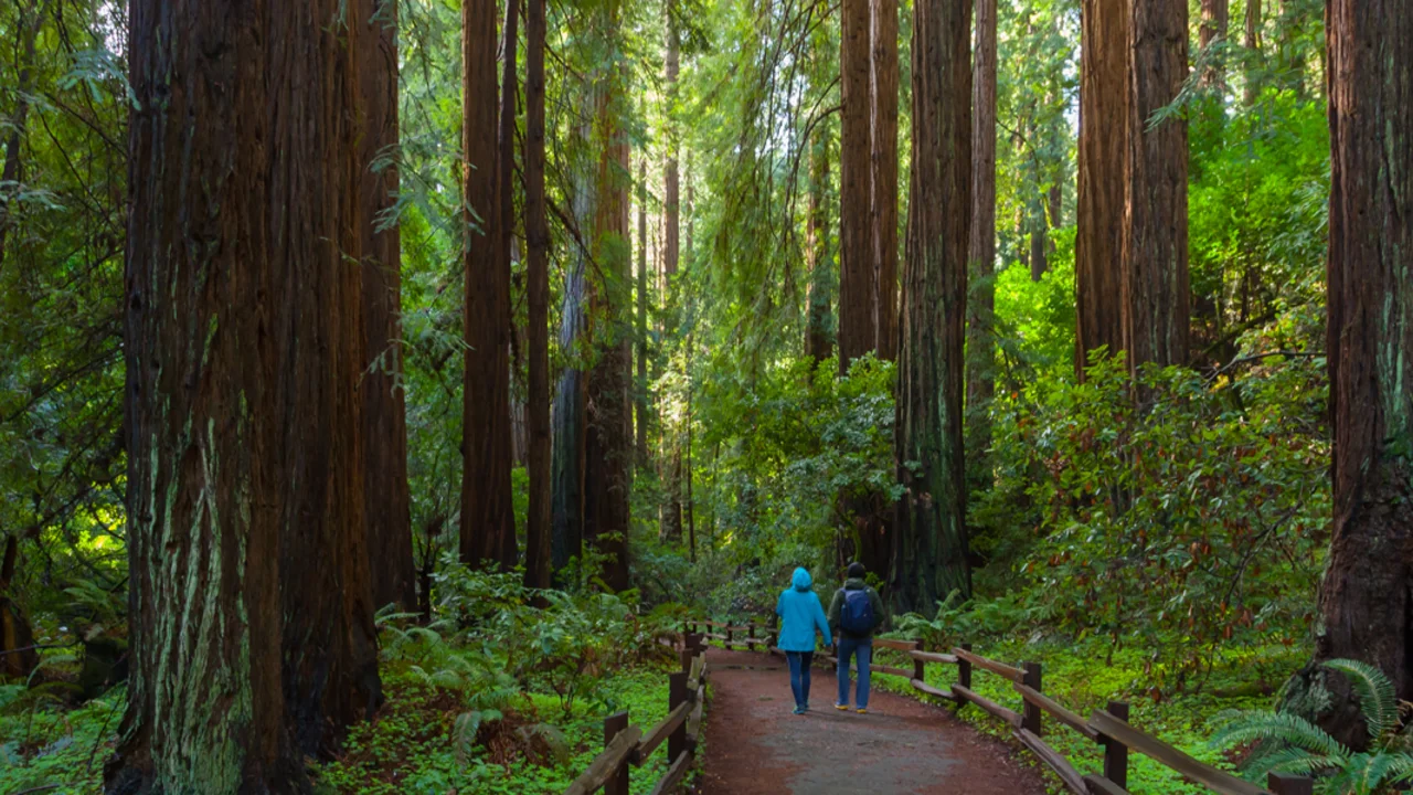 Muir Woods