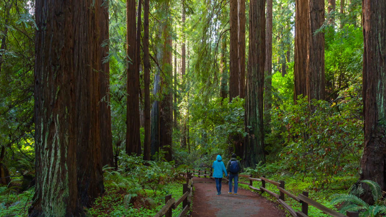 Muir Woods
