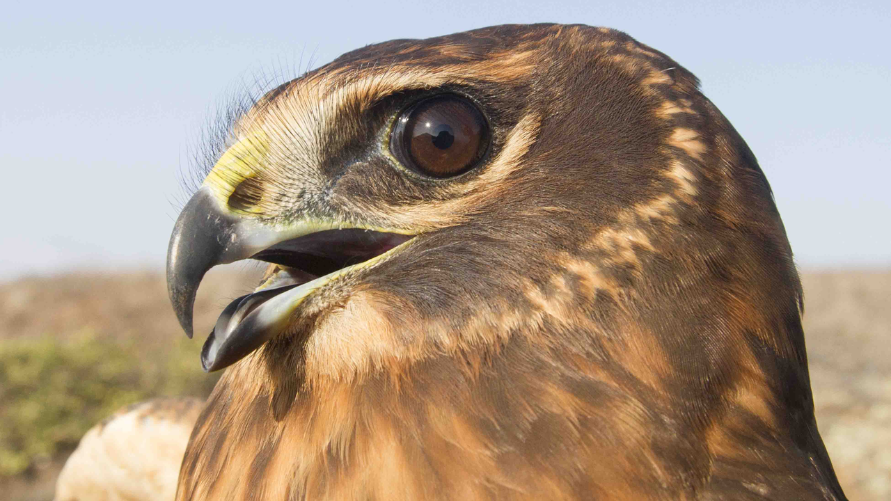 A juvenile Northern Harrier after banding. GGRO bands an average of just 10 Northern Harriers per season, but counted 600 Northern Harrier sightings from Hawk Hill in 2018.
