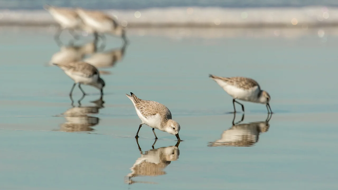 Sanderlings forage along the sandy shore of Ocean Beach.