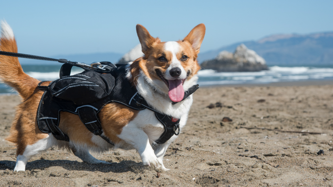 A smiling corgi walking in the sand of Ocean Beach, a dog friendly park