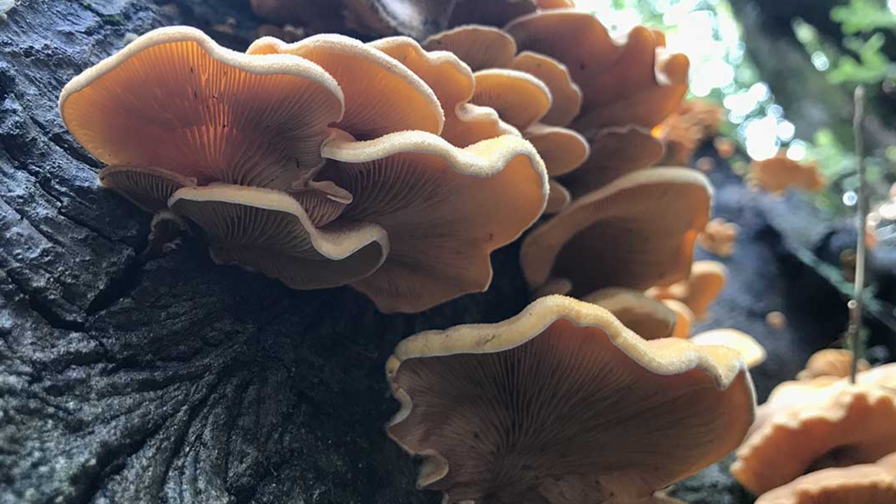 An orange stinking oyster mushroom found in the Golden Gate National Parks.