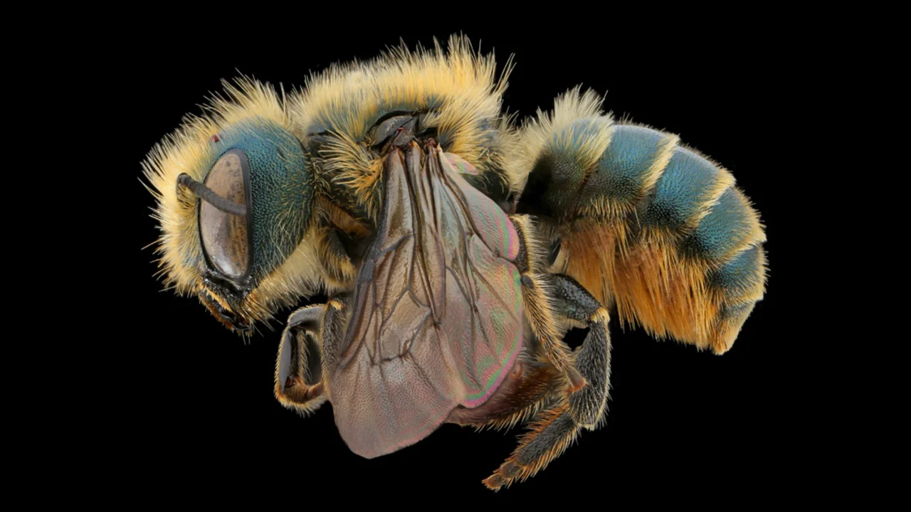 Tamalpais Bee Lab macrophotography. Shown is a blue and yellow Osmia coloradensis.