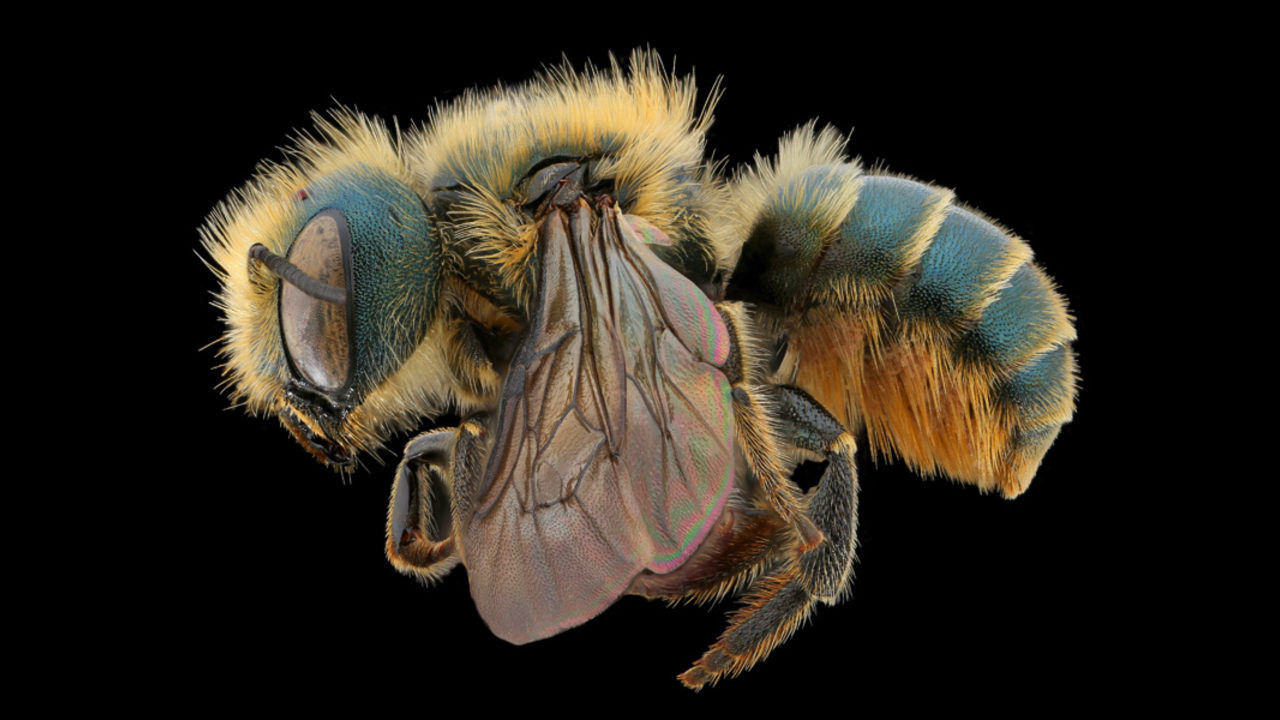 Tamalpais Bee Lab macrophotography. Shown is a blue and yellow Osmia coloradensis.